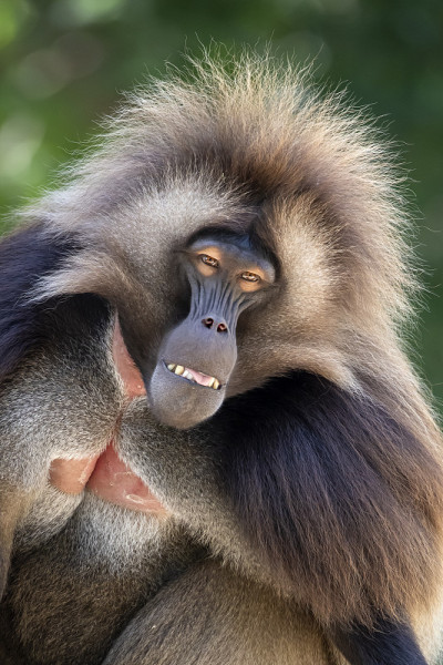 狒狒(Theropithecus Gelada)雄猴靠近