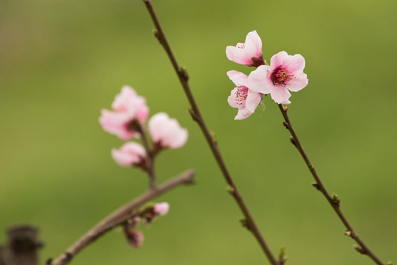 桃花