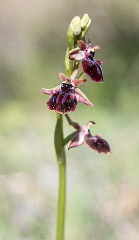 自然生境中的东方蜘蛛兰(Ophrys mammosa)