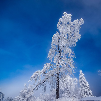 雪
