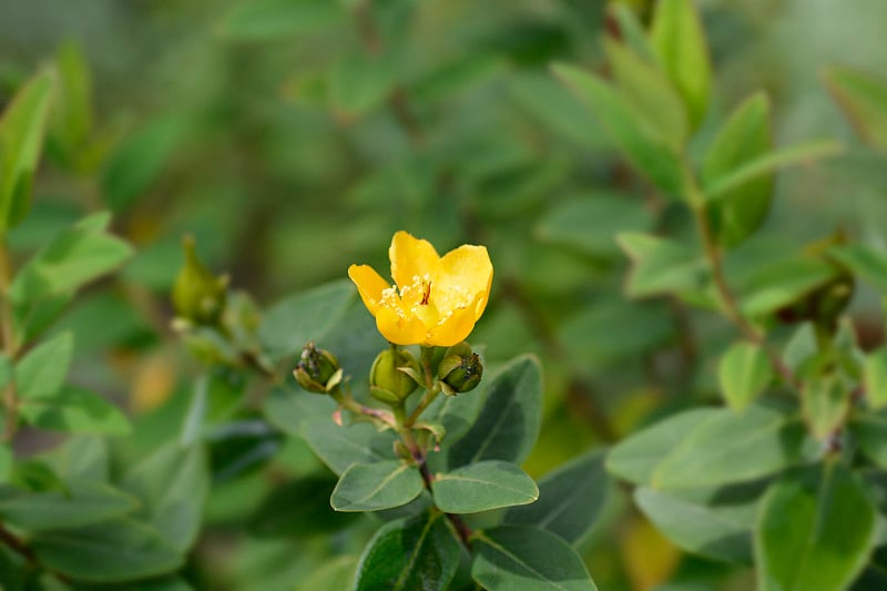 圣Johns-wort Hidcote