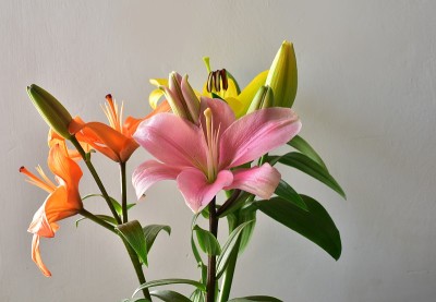 美丽的彩色的百合花