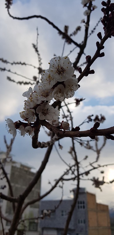开花