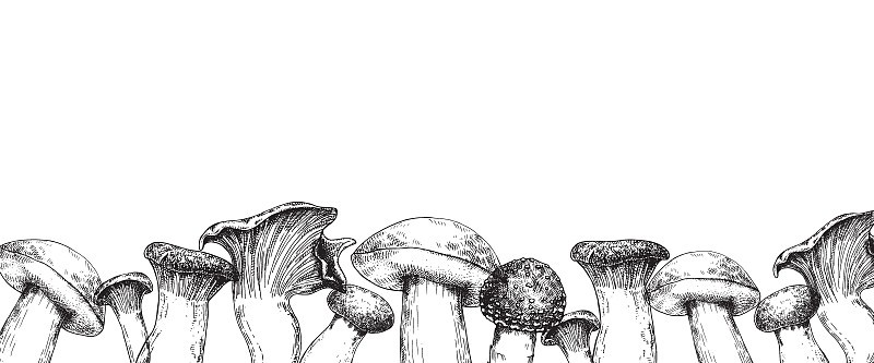 矢量插图，边界与蘑菇。复古风格的蘑菇，白色背景上的图形孤立