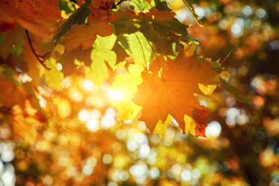 Colorful bright leaves falling in autumnal park.