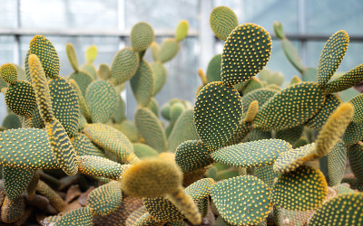 植物园中的兔耳仙人掌或小仙人掌