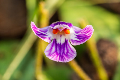 看花