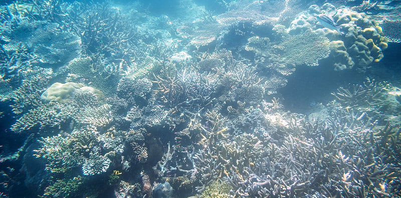 浮潜探索水下风景-美丽的水下鹿角卡罗尔礁在海底，近距离