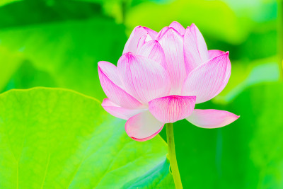 莲花