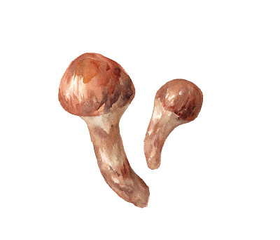 秋天成份:蘑菇。绘制松茸水彩画的矢量数据。