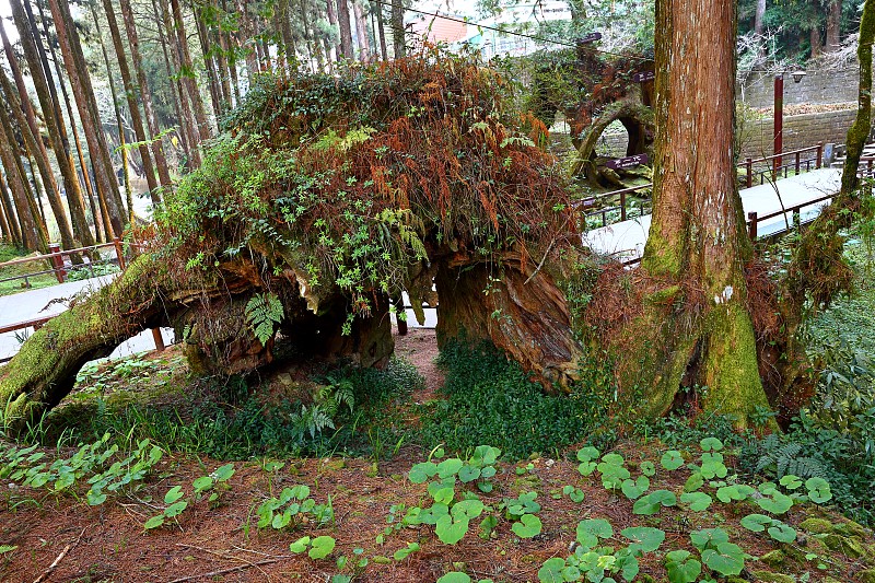 大象的树干在阿里山国家森林游憩区，位于阿里山