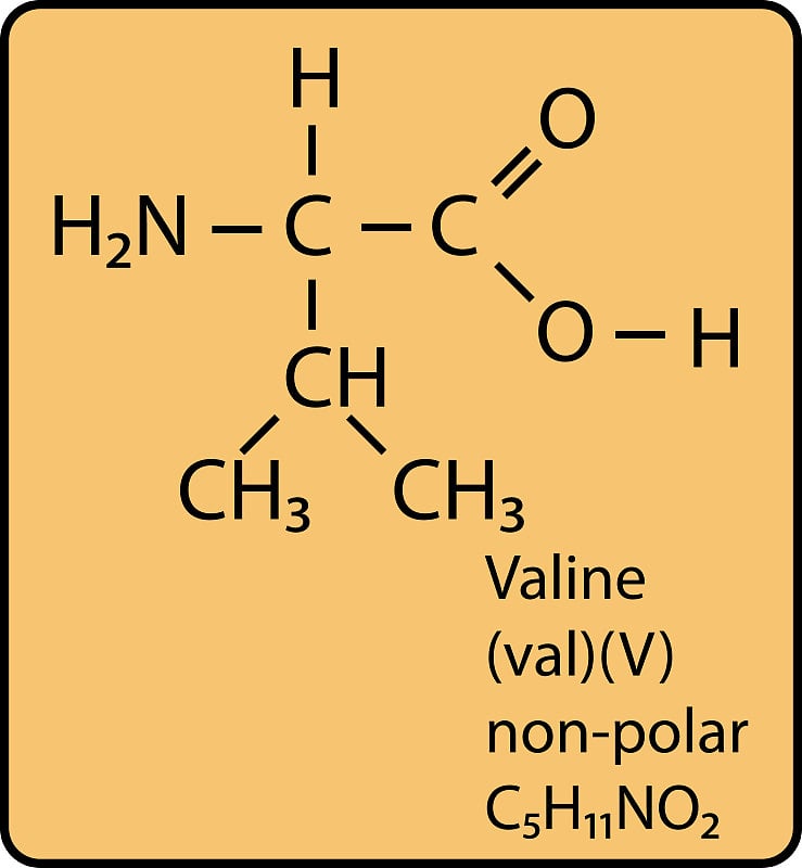 氨基酸缬氨酸骨架结构