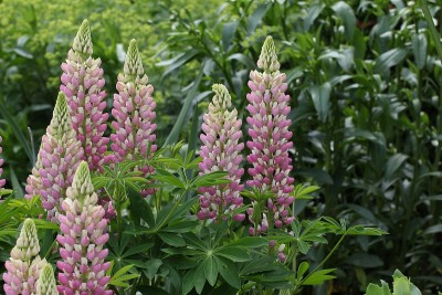 Lupinus