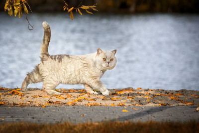 英国的猫
