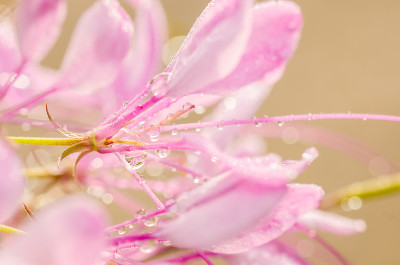 或蜘蛛花或蜘蛛植物