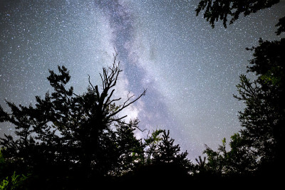 树木勾勒出银河夜空的轮廓