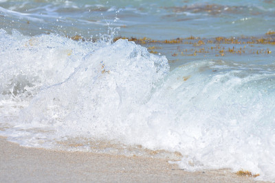 海浪中的海藻