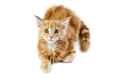 缅因猫，孤独