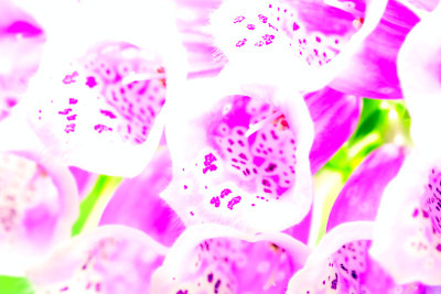 花盛开