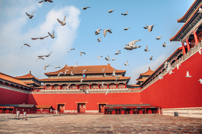 中国北京紫禁城广场上的鸽子。鸽子在北京紫禁城红墙前飞翔。图中牌匾的中文翻译:午门。
