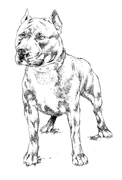 狗pitbul