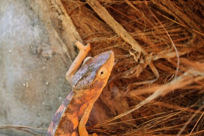 Chameleon呆