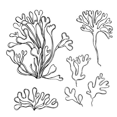 可食用藻类。Rhodymenia palmata。