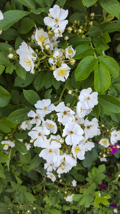 野蔷薇玫瑰开花