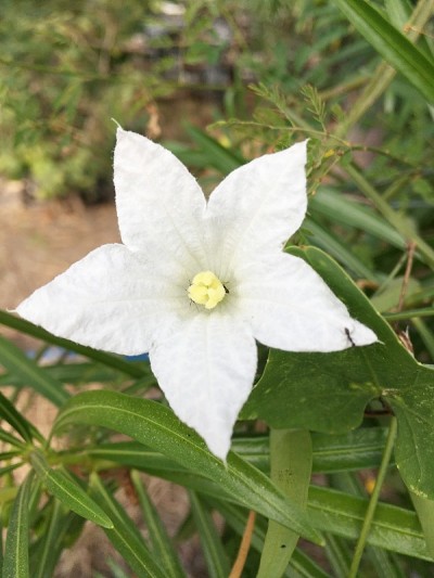 自然花园中的常春藤葫芦花