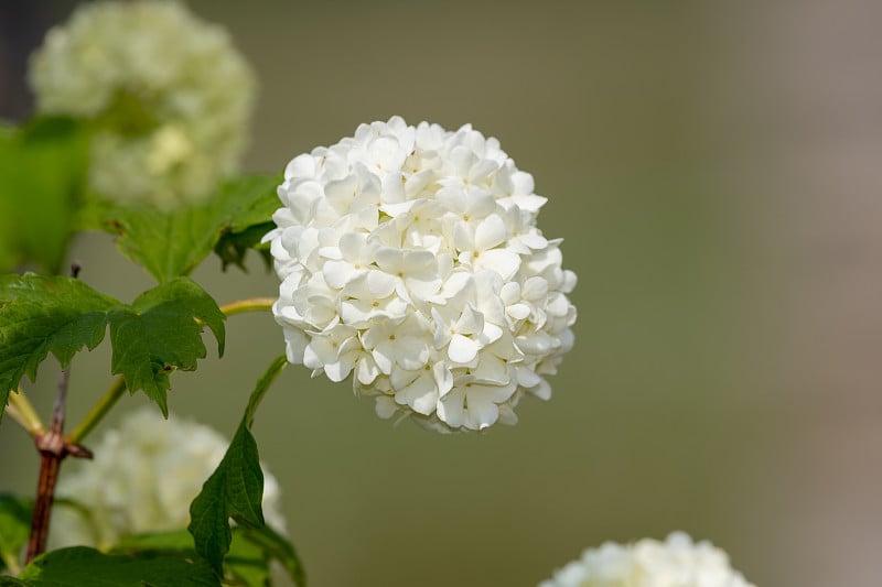 荚莲属的植物opulus花