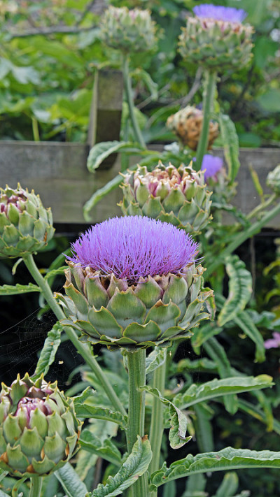 洋蓟属植物(Cynara scolymus)