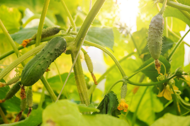 Vegetables in the garden