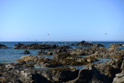 海鸥和海鸥的岩石海岸