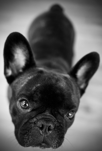斗牛犬
