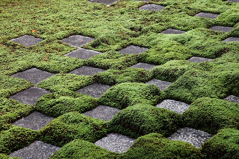 日本东京东福寺的苔藓和岩石花园