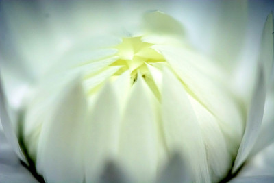 花盛开