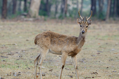 Eld's Deer (eldii Cervus)