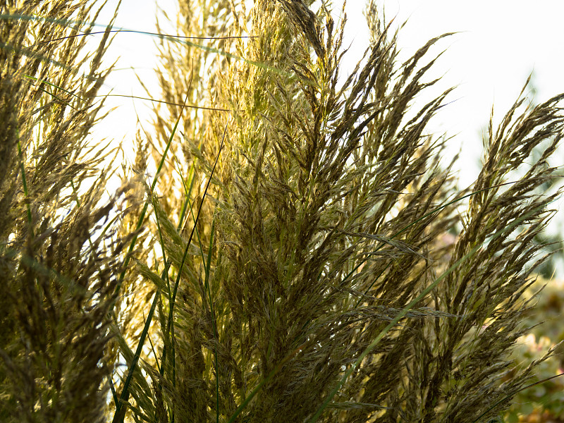 靠近美丽的潘帕斯草原与浅蓝色的天空和云。Toitoi或toe Grass Heads