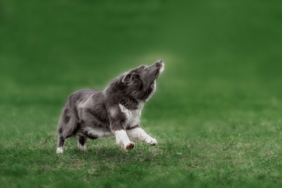 边境牧羊犬在抓飞盘