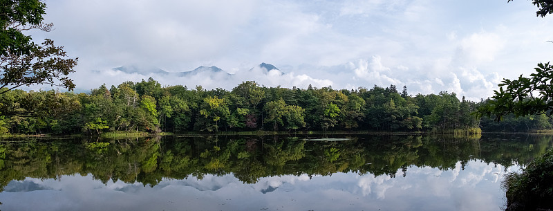 知床五湖中的森林全景