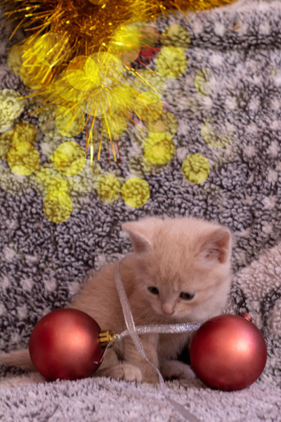 姜黄色小猫玩圣诞球和彩色金属丝
