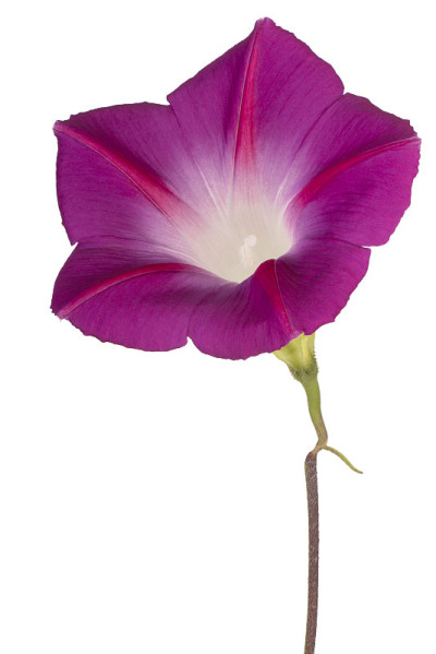 花孤立