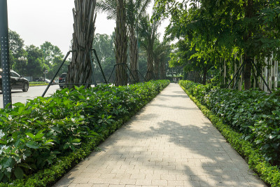大城市现代公寓楼绿树成荫的城市步道。