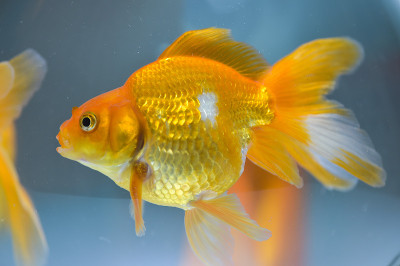 金鱼在水族馆