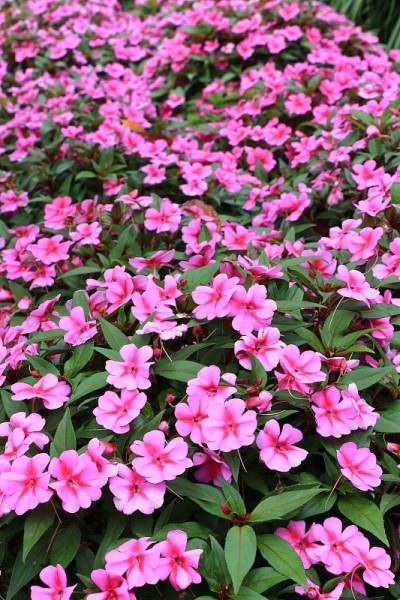 日本的花
