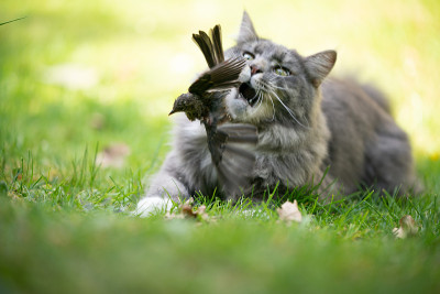 猫狩猎鸟