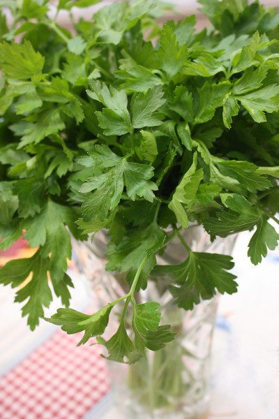 新鲜采摘欧芹