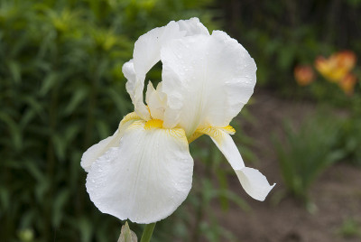 甜美的鸢尾(iris pallida)