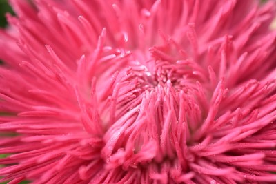 紫菀五彩花微距照片