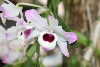 美丽的兰花种植在树上。